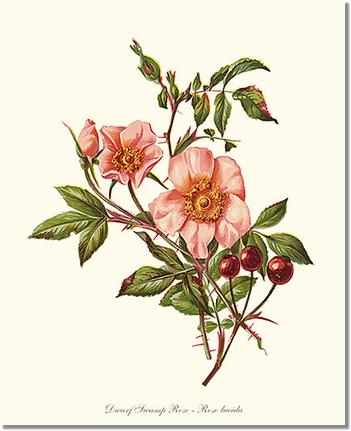 Rose Wall Art Print: Dwarf Wild Rose - Vintage Botanical Wall Decor- Charting Nature