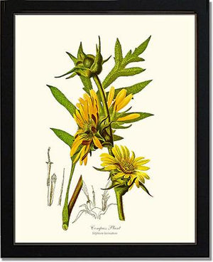 Compass Plant | Flower/Floral Art Print