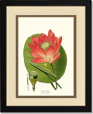 Lotus | Flower/Floral Art Print