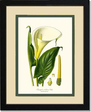 Lily, Trumpet | Flower/Floral Art Print