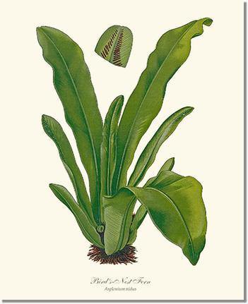 Bird's Nest Fern Botanical Wall Art Print-Charting Nature