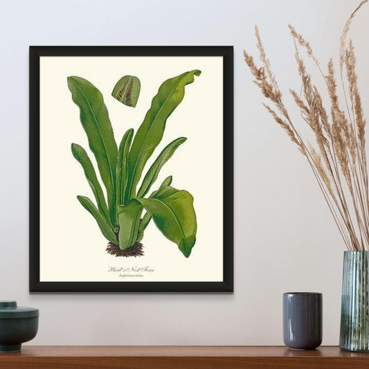 Bird's Nest Fern Botanical Wall Art Print-Charting Nature