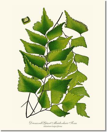 Adiantum Trapeziforme Botanical Wall Art Print-Charting Nature