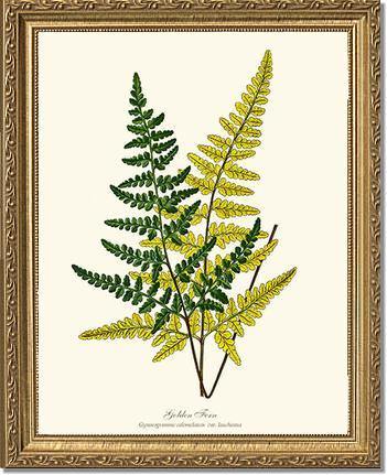 Gold Fern: Vintage Fern Wall Art Botanical Prints. – Charting Nature