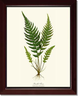 Trichomanes attenuatum Botanical Wall Art Print-Charting Nature