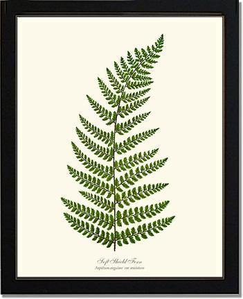 Soft Shield Fern: Vintage Fern Wall Art Botanical Prints. – Charting Nature