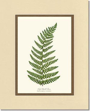 Soft Shield Fern Botanical Wall Art Print-Charting Nature