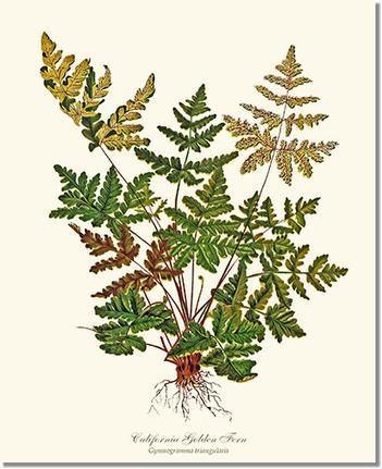 California Gold Fern Botanical Wall Art Print-Charting Nature