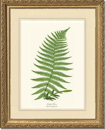 Lady Fern: Vintage Fern Wall Art Botanical Prints. – Charting Nature