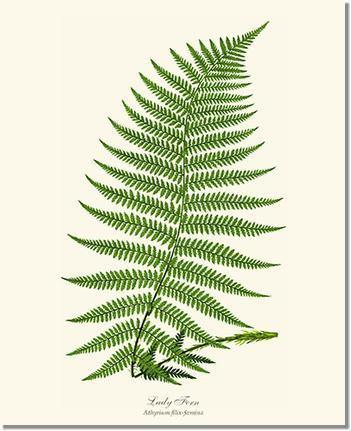 Lady Fern Botanical Wall Art Print-Charting Nature