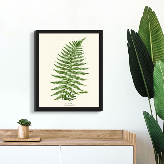 Lady Fern Botanical Wall Art Print-Charting Nature