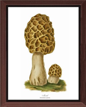 Morel Mushroom