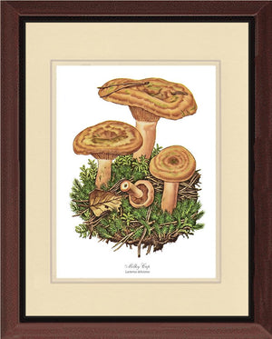 Milky Cap Mushroom | Vintage Mushroom Art Print