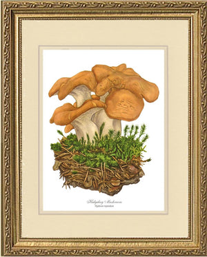 Hedgehog Mushroom | Vintage Mushroom Art Print