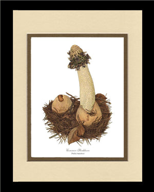 Common Stinkhorn | Vintage Mushroom Art Print