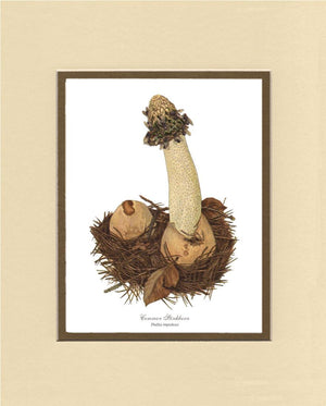 Common Stinkhorn | Vintage Mushroom Art Print