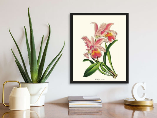 Cattleya mossiae | Orchid Wall Art Print