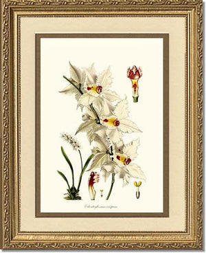 Odontoglossum crispum | Orchid Wall Art Print