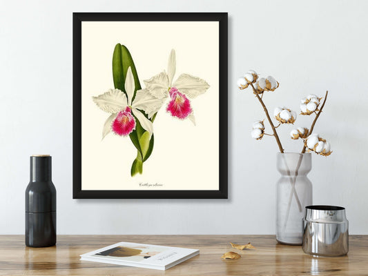 Cattleya aliciae | Orchid Wall Art Print