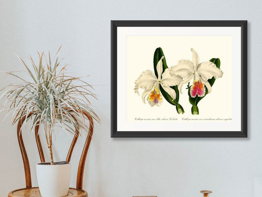 Cattleya mossiae | Orchid Wall Art Print