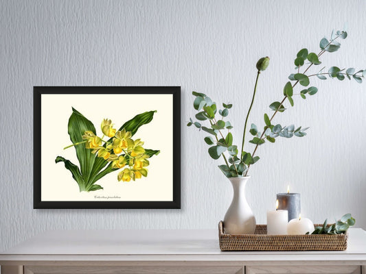 Catasetum punctatum | Orchid Wall Art Print