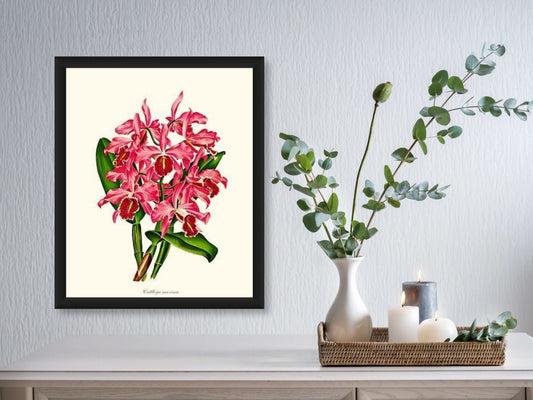 Cattleya maxima | Orchid Wall Art Print