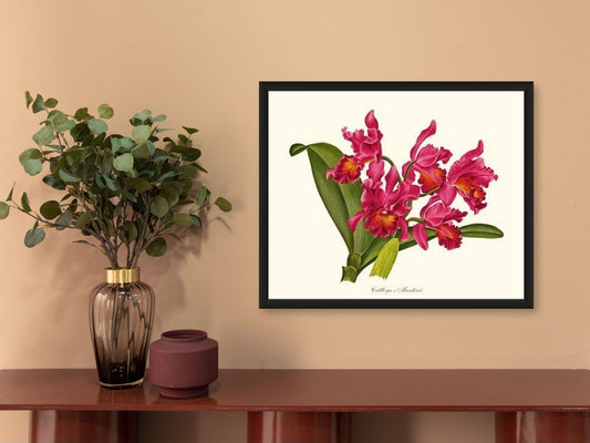 Cattleya martinii | Orchid Wall Art Print