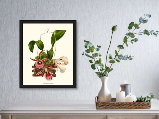 Trichopilia crispa | Orchid Wall Art Print