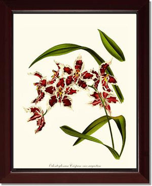 Odontoglossum crispum | Orchid Wall Art Print