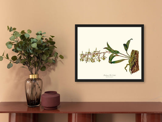 Bartrams Tree Orchis | Orchid Wall Art Print