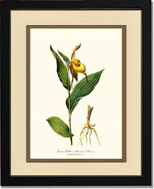 Large Yellow Moccasin | Orchid Wall Art Print