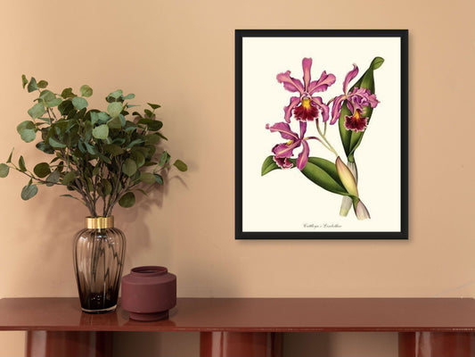 Cattleya Elisabethae | Orchid Wall Art Print