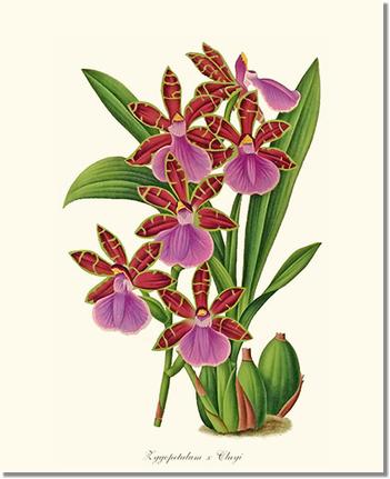 Orchid Print: Zygopetalum clayi