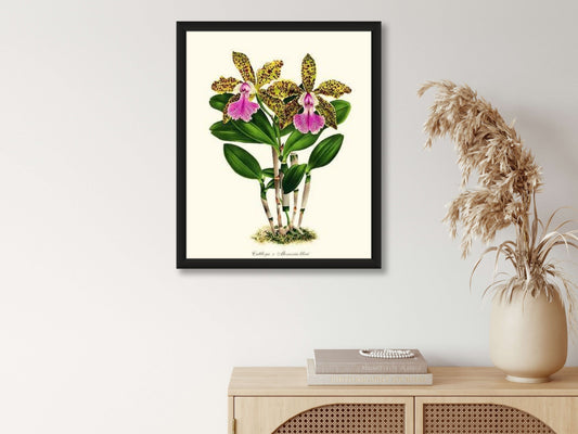 Cattleya Memoria bleui | Orchid Wall Art Print