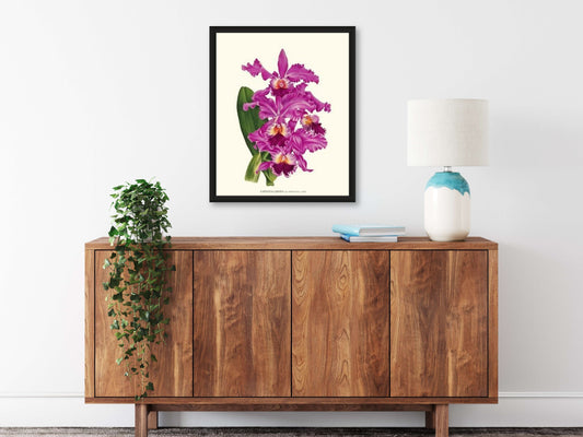 Cattleya labiata | Orchid Wall Art Print