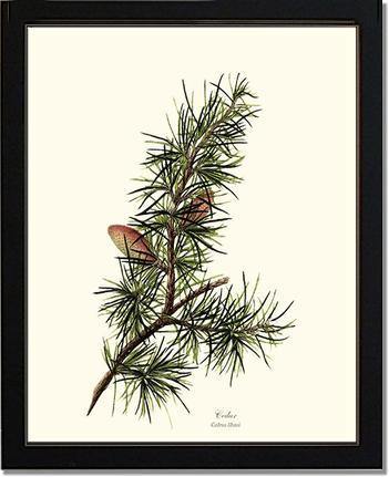 Cedar Tree Print - Charting Nature