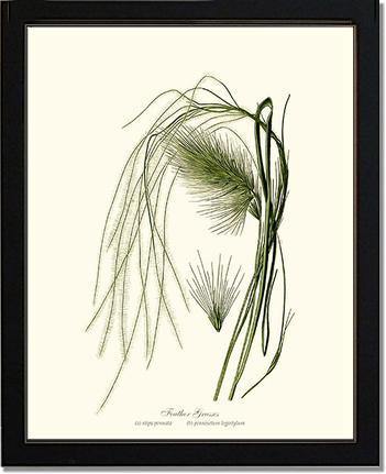 Feather Grasses - Charting Nature