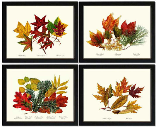 Autumn Wall Art Print Set - Leaves