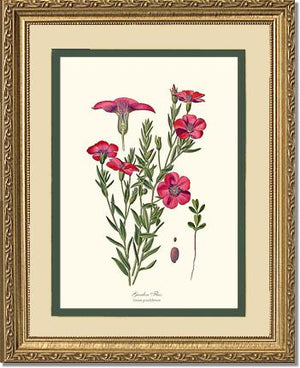 Flax, Garden | Flower/Floral Art Print