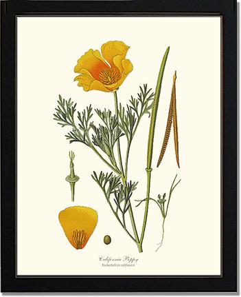 Poppy, California | Flower/Floral Art Print