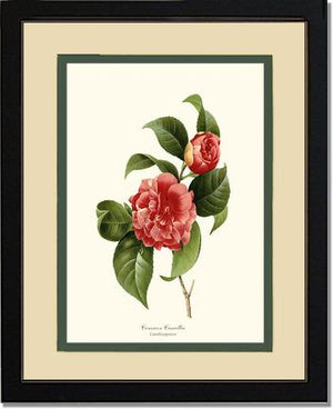 Camellia, Common Red | Flower/Floral Art Print