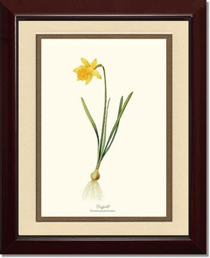 Daffodil | Flower/Floral Art Print