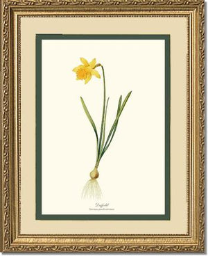 Daffodil | Flower/Floral Art Print