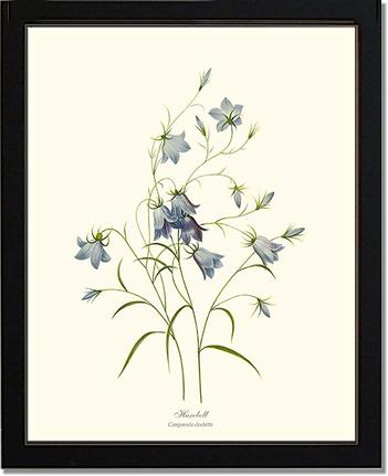 Harebell | Flower/Floral Art Print