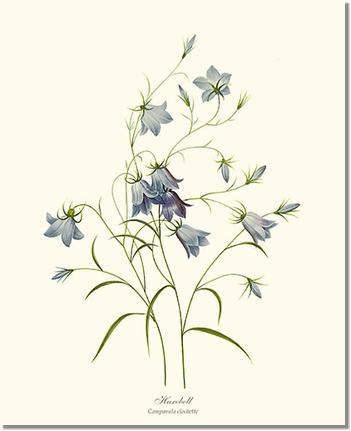 Flower Print: Harebell Campanula