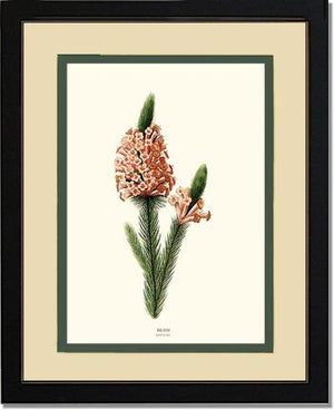 Heath | Flower/Floral Art Print