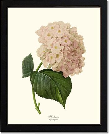 Hydrangea, Hortensia | Flower/Floral Art Print