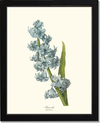 Hyacinth | Flower/Floral Art Print