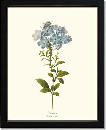 Leadwort | Flower/Floral Art Print