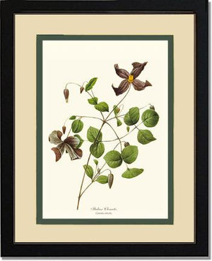 Clematis, Clematis | Flower/Floral Art Print